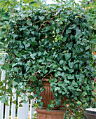Hedera helix (ivy) as a grown wreath