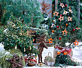 Weihnachtliche Terrasse : Pinus / Kiefer und Seidenkiefer, Picea