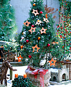 Pinus / Kiefer weihnachtlich geschmückt mit Kugeln, Sisalsterne und Adventsgesteck