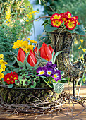Egg baskets with primula acaulis (cushion primrose), Tulipa hybrid