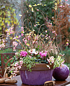 Bowl with Cyclamen persicum cyclamen, Symphoricarpos snowberry