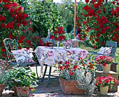 Rosenterrasse mit Kletterrose 'Flammentanz', Erdbeeren,