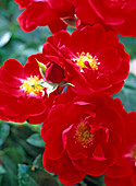 Rosa 'Red Medley' - niedrige Beetrose
