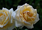 Rose 'Ambiente' (Edelrose)