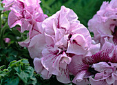 Petunia grandiflora 'Wimbledon Mix'