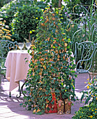 Passiflora aurantia (Passionsblume)