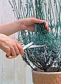 Cutting back lavender severely after flowering