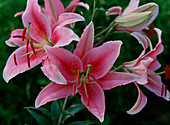 Lilium 'Acapulco' up to 1, 2 meters in height, fragrant