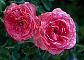 Rose 'Rosanna',