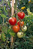 Lycopersicon (Tomaten)