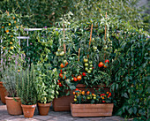 Tomatoes, lavender, rosemary