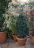 Boxwood and bamboo in hoarfrost