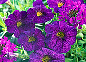 Calibrachoa 'Imperial Purple'