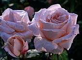 Rosa 'Tendresse'