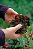 Hibernate tuberous begonia