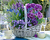 Basket with primula obconica (goblet primrose), muscari