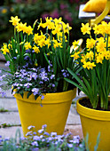 Narcissus 'Tete A Tete' (Daffodil), Myosotis (Forget-me-not)