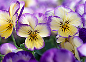 Viola cornuta sherbet 'Lemon Swirl' (horn violet)