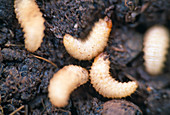 Otiorynchus sulcantus (black-weevil larva)