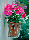 Petunia grandiflora 'Dreams pink' (petunia) in a single pot