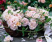 Rosa 'Bordure Nacree' / kleinblütige Rose (Delbard), Clematis