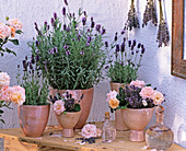 Lavandula 'Munstead', 'Hidcote Blue' (Lavender), Pink (Rose)