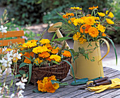 Calendula officinalis (marigold), panicum (millet)