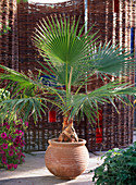 Washingtonia (Washington Palm)