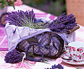 Lavandula (lavender) freshly harvested