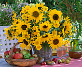Helianthus Sunflowers, Rudbeckia Sunhat, Malus Apples, Pyrus Pears