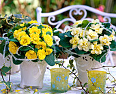 Primula Bellarino 'Butter Yellow' and 'Cream' (Stuffed Primrose)
