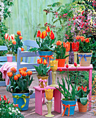 Various Tulipa (tulip), blue bench, pink side tables