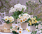 Primula acaulis (Primrose), Primula 'Cream' (Stuffed Primrose)