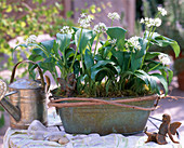 Allium ursinum (blühender Bärlauch)