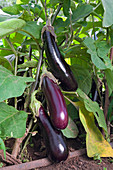 Solanum melongena (aubergine), fruits on the plant