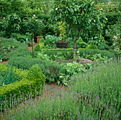 Vegetable garden, Lavandula, Buxus, Thymus