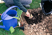 Rhubarb planting Step By Step