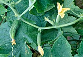 Cucumber vine with flowers and small cucumbers (Cucumis sativus)