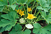 Pumpkin squash patisson with flowers and fruits in the bed