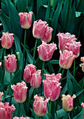 Tulipa 'Crispa' (tulip), 'Fancy Frills'