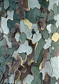 Appearing bark of Platanus acerifolia