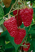 Ripe raspberries (Rubus)