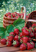 Frisch gepflueckte Erdbeeren (Fragaria)