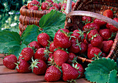 Freshly picked strawberries 'Maraline'
