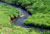 Brook flows in the meadow