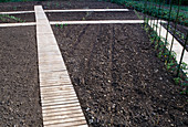 Development of a vegetable garden, beginning of June