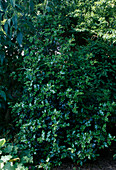 Ilex aquifolium 'Alaska' (Holly) in semi-shade