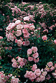 Pink 'Bonica' (floribundarose), robust and often flowering