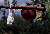 Peach tree (Prunus persica) with pheromone trap