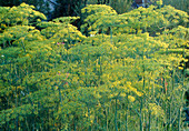 Blühender Fenchel (Foeniculum vulgare)